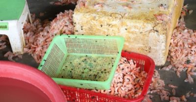 Hàng trăm kg tôm thối “biến” thành tôm nõn rồi bán cho khách