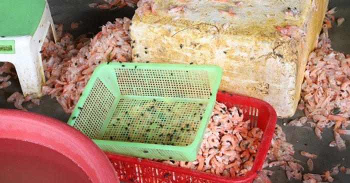 Hàng trăm kg tôm thối “biến” thành tôm nõn rồi bán cho khách