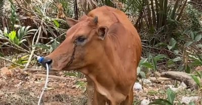 Một chút thịt bò rất khó khăn! Bò thoát khỏi bàn ăn tối khi sống sót dù bị bắn vào đầu ba lần!