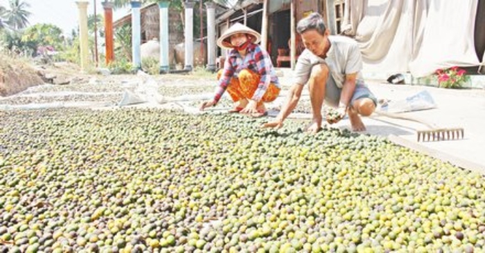 Làm giàu từ những quả cam còi cọc, thẹo vít