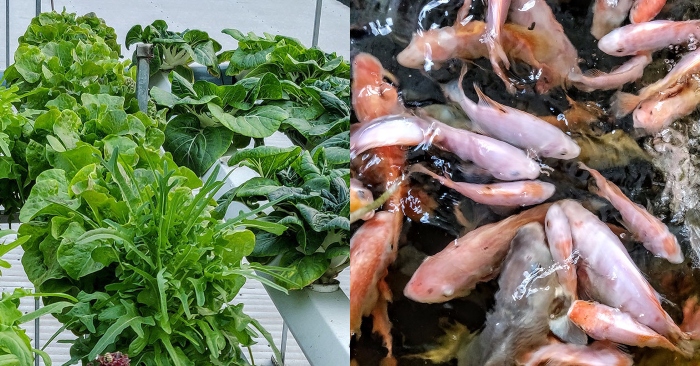 Ông chủ Đồng Nai giúp vợ 3 năm không cần đi chợ mua rau, cá