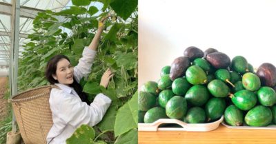 Sao Việt chăm sóc, thu hoạch rau trái vườn nhà trong mùa COVID-19
