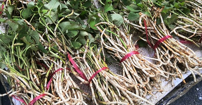 8 loại rau khó ăn nhưng chứa thành phần dinh dưỡng cao