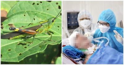 Cập nhật trưa 30/5: Châu chấu hoành hành ở Thanh Hoá; Bệnh nhân 91 phản xạ tốt hơn