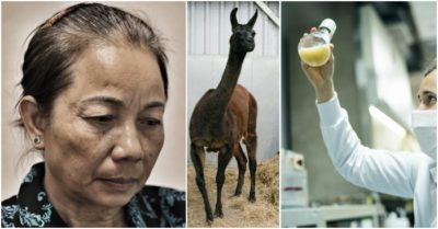 Cập nhật tối 10/5: Mẹ Hồ Duy Hải gửi đơn kêu cứu; Lạc đà có thể nắm giữ ‘chìa khoá’ điều trị Covid-19