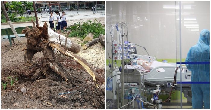 Cập nhật tối 29/5: Lại một cây phượng bật gốc trong sân trường; Phi công người Anh có hi vọng sống không cần ghép phổi