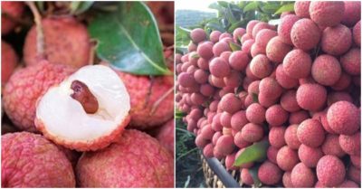 5 điểm chọn vải thiều, thịt ngon ngọt, tươi và nhiều nước