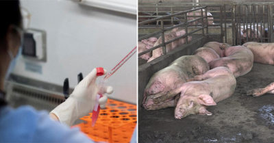 Phát hiện chủng virus cúm mới ở Trung Quốc có thể gây đại dịch toàn cầu