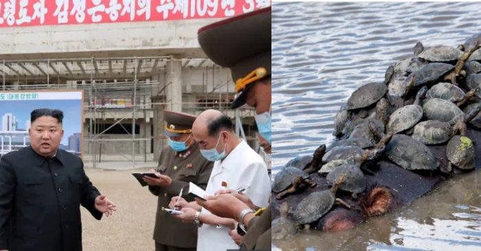 Dân Triều Tiên sắp chết đói, được lãnh tụ Kim Jong Un gợi ý ăn rùa