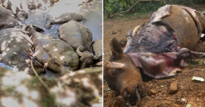 Nông dân khóc ròng vì đàn trâu 14 con lăn ra chết bất thường, nghi bị đầu độc