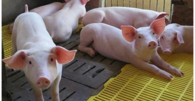 Thịt lợn hơi ở Hà Nội giá 74.000 đồng/kg, thấp nhất so với cả nước