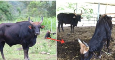 Giám đốc Trung tâm ứng dụng KH&CN nhận trách nhiệm, cho biết nguyên nhân bò tót gầy trơ xương