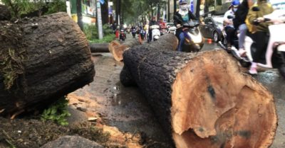 Tổng hợp trưa 25/9: Nạn nhân bị cây dầu đè không qua khỏi; giá xăng có thể giảm tiếp
