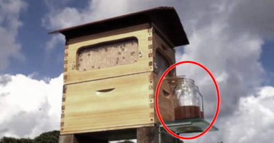 2 bố con tìm cách lấy mật ong khỏi tổ không “bẩn tay”, kết quả đạt 10 triệu đô phần thưởng