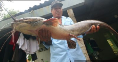 Bắt được cá trê to lạ, mồm nhiều râu, dài hơn 1m ở Hậu Giang