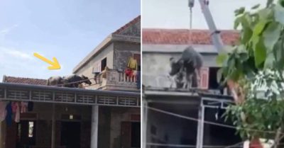 Clip: Quá trình giải cứu 2 con trâu bị kẹt trên nóc nhà sau lũ