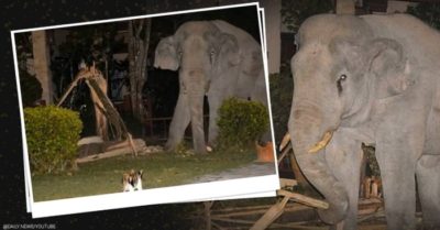 Thái Lan: Mèo đuổi voi trộm thức ăn