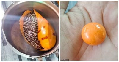 Mua ốc về luộc ăn, con trai tài xế xe tải cắn trúng viên ngọc trai 8 tỷ đồng