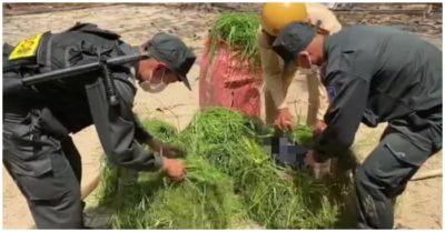 Video 3 người bỏ chạy, để lại gánh cỏ giấu hàng hóa khó tin