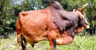 Hàng nghìn con trâu, bò mắc bệnh kỳ dị, toàn thân nổi cục, chết bất thường
