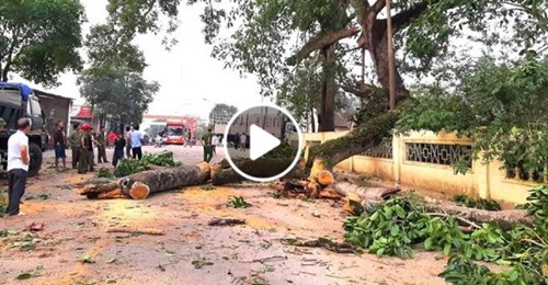 Khoảnh khắc thót tim cây đa 300 tuổi gãy cành “khủng” đè trúng 4 học sinh ở Nghệ An