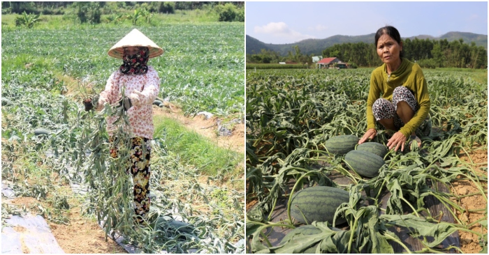 dưa bị chặt gốc