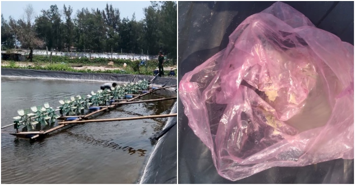 tôm giống chết sạch