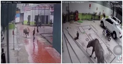 Video: Trâu “điên” quậy phá gara ô tô đuổi húc nhiều người bỏ chạy tán loạn