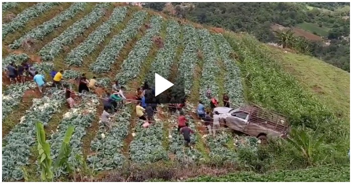 đồi bắp cải