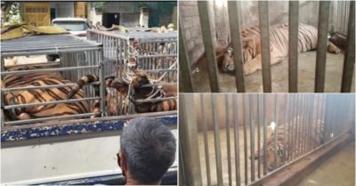 Phát hiện 17 con hổ lớn trong nhà dân ở “thủ phủ” cao hổ cốt