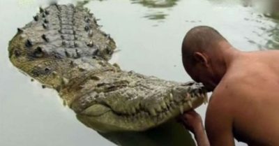 Con cá sấu ăn chay sống trong ngôi đền thiêng ở Ấn Độ suốt 7 thập kỷ