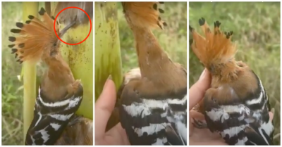 Clip chim gõ kiến đầu rìu mắc kẹt trên cây chuối, may mắn được cô gái giải cứu