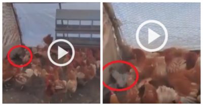Video: Vào trại gà kiếm ăn, chim ưng nhận bài học nhớ đời
