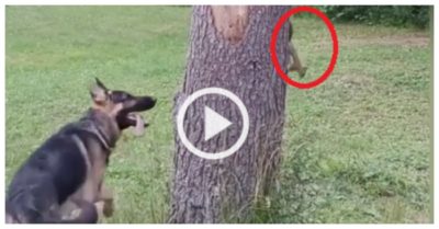 Video: Chó becgie bị sóc ‘xoay như chong chóng’