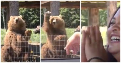 Video khoảnh khắc gấu bắt đồ ăn cực kỳ điêu luyện