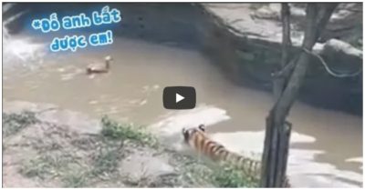 Video vịt gan dạ chơi trò ‘đố anh bắt được em’ với hổ