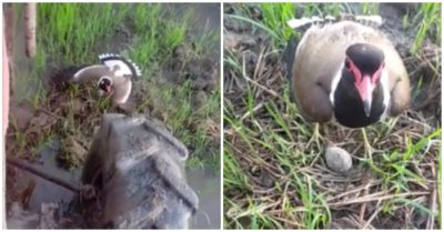Video: Chim mẹ liều mình chặn bánh máy cày quyết bảo vệ trứng