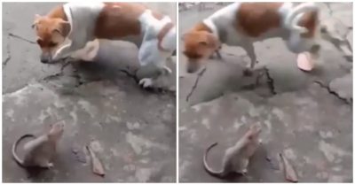 Video: Mèo ‘hóa đá’, chó hoảng loạn khi đối đầu chuột lớn