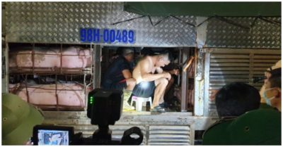 Quảng Ninh: 4 người trốn trong thùng xe chở lợn vượt chốt kiểm dịch