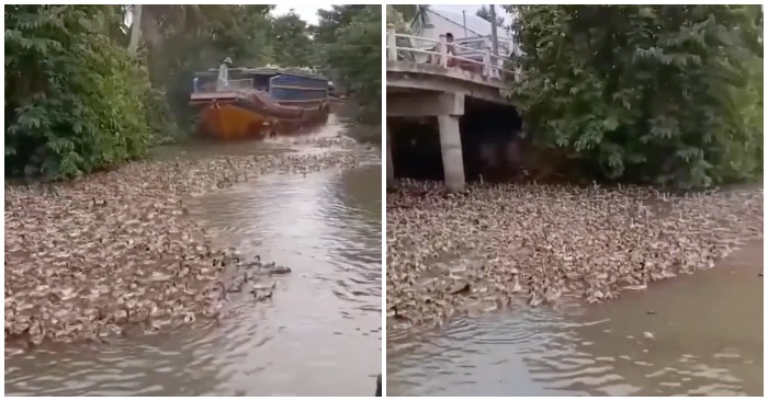 Hàng ngàn con vịt nhảy khỏi thuyền để kiếm ăn (ảnh cắt từ clip).