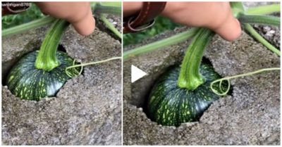Video chủ nhà ‘đau đầu’ nghĩ cách thu hoạch quả bí bị lọt vào viên gạch lõm