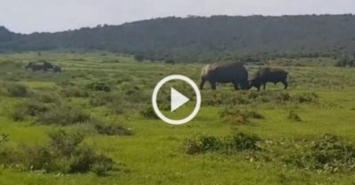 Video: Liều lĩnh đối đầu với tê giác, trâu rừng một tấn bị húc văng khỏi mặt đất