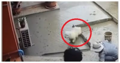 Video: Thợ xây nổi quạu với chó cưng của chủ nhà chạy trên sân bê-tông vừa mới đổ