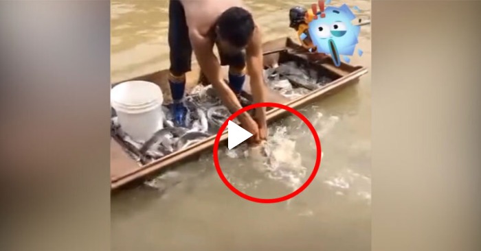 bắt cá