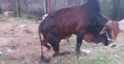 Đàn bò hàng trăm triệu bị kẻ xấu chặt đứt chân trong đêm