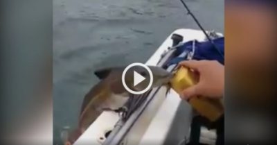 Video: Cá trèo lên thuyền uống bia ừng ực thách đố cần thủ