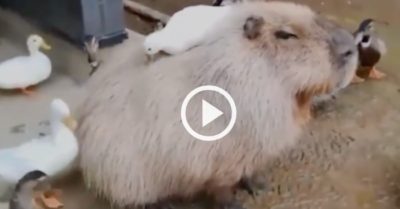 Video: Chuột đứng yên tận hưởng khi được đàn vịt chải lông