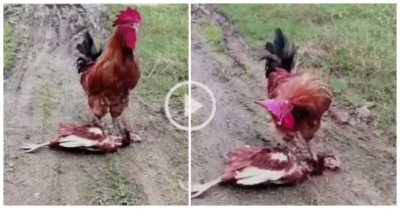Video gà trống buồn ở bên cạnh gà mái đã chết không chịu rời đi