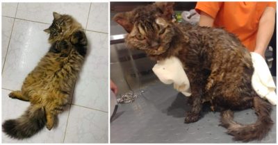 Con mèo bị người đàn ông tẩm dầu hỏa, thiêu sống ở Hà Nội hiện ra sao?