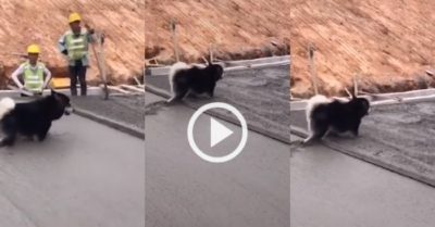Video: Thợ xây bất lực nhìn chó cưng ‘hồn nhiên’ đi lại trên bê tông mới đổ